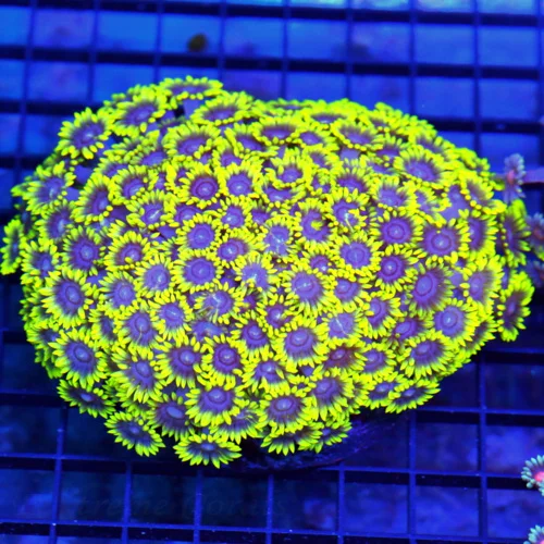 6x5 GONIOPORA CORAL - UNBELIEVABLE NEON YELLOW SUPER BLUE EYED SHOWPIECE GONIOPORA CORAL