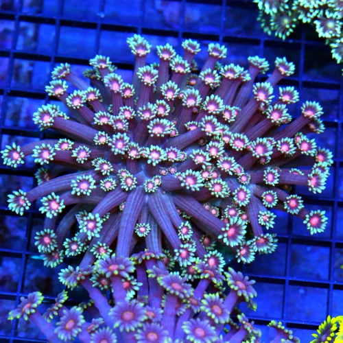 5x5 GONIOPORA CORAL - ULTRA BLUE SCREAMING RED JEWELED EYED ULTRA COLORED GONIOPORA CORAL