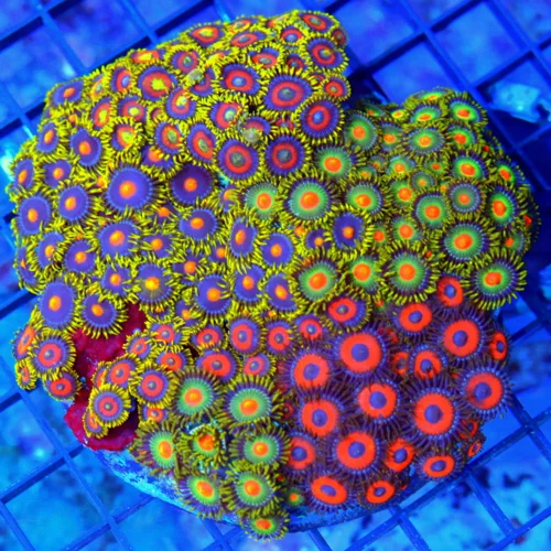 5x5 XL COMBO ZOANTHID CORAL - MIXED "HAPPY FAMILY" COMBO ZOANTHID CORAL COLONY
