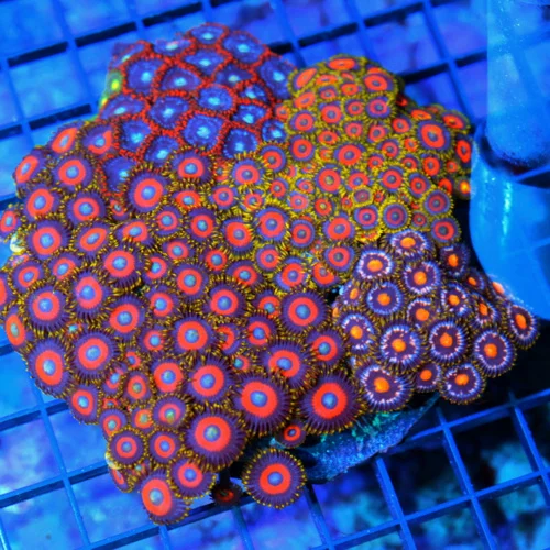 5x5 XL COMBO ZOANTHID CORAL - MIXED "HAPPY FAMILY" COMBO ZOANTHID CORAL COLONY