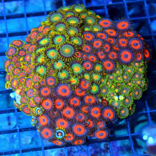 5x5 XL COMBO ZOANTHID CORAL - MIXED "HAPPY FAMILY" COMBO ZOANTHID CORAL COLONY