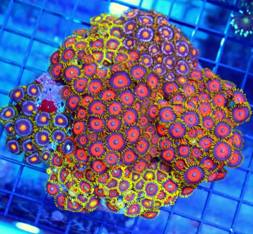 5.5x5 XL COMBO ZOANTHID CORAL - MIXED "HAPPY FAMILY" COMBO ZOANTHID CORAL COLONY