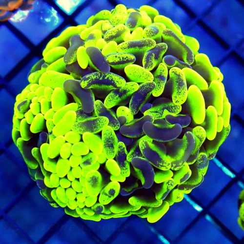 4.5x4.5 HAMMER CORAL - GLOW IN THE DARK NEON TOXIC GREEN AND BLUE PAINTED ULTRA ULTRA COLORED HAMMER