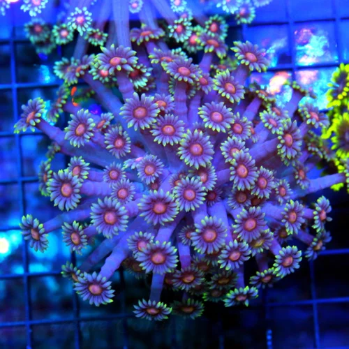 4.5x4.5 GONIOPORA CORAL - SCREAMING RED EYED BLUE RING ULTRA COLORED GONIOPORA CORAL