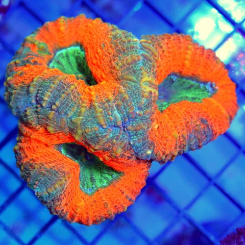 4.5x4 LOBOPHYLLIA CORAL - BAD TO THE BONE MULTICOLORED ORANGE AND GREEN LOBOPHYLLIA CORAL