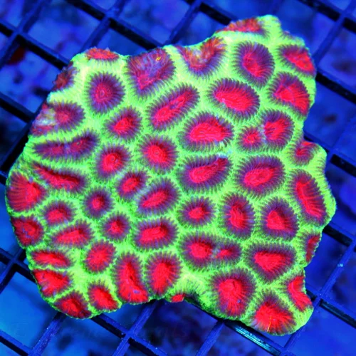 4.5x4 FAVIA CORAL - FABULOUS NEON GREEN AND RED "WATERMELON" FAVIA CORAL