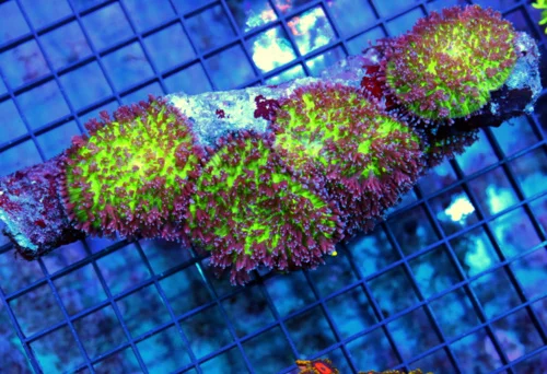 6" HAIRY MUSHROOM CORAL - VERY VERY NICE ULTRA COLORED PURPLE AND GREEN HAIRY MUSHROOM