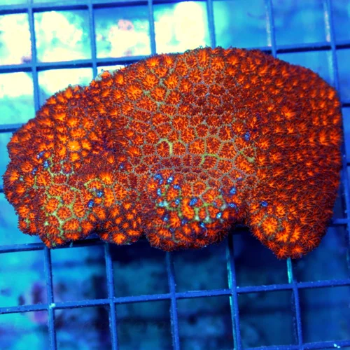4.5x3 LEPTASTREA CORAL - NEON ORANGE ULTRA COLORED "ORANGE CRUSH" LEPTASTREA CORAL