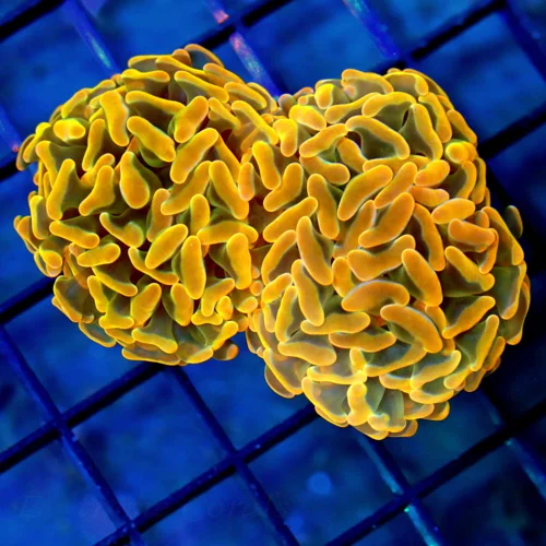 BRANCHING HAMMER CORAL - BEAUTIFUL NEON NEON ORANGE ULTRA GRADE BRANCHING HAMMER CORAL
