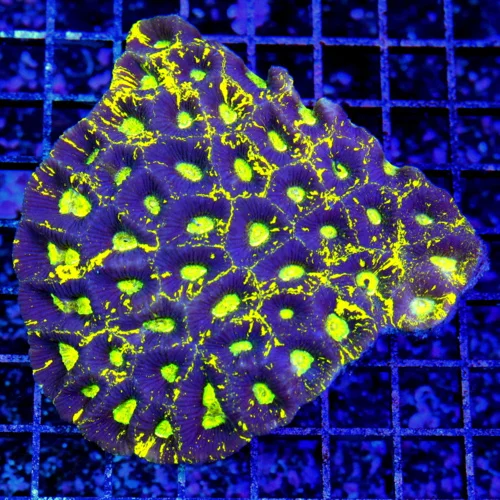 4.5x4.5 GONIASTREA CORAL - SUPER PURPLE LEMON LIME YELLOW GONIASTREA CORAL