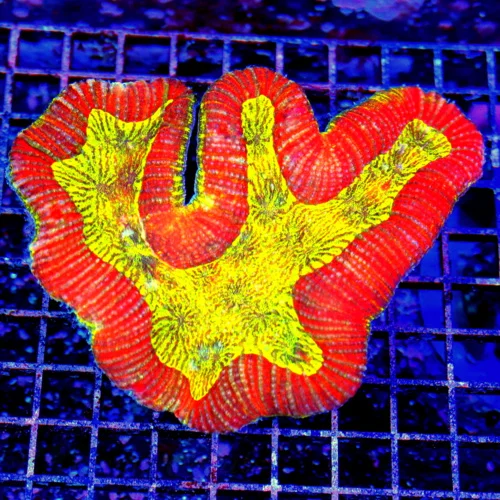 6x5.5 LOBOPHYLLIA CORAL - INCREDIBLE NEON YELLOW CENTERE ULTRA RED LOBOPHYLLIA CORAL