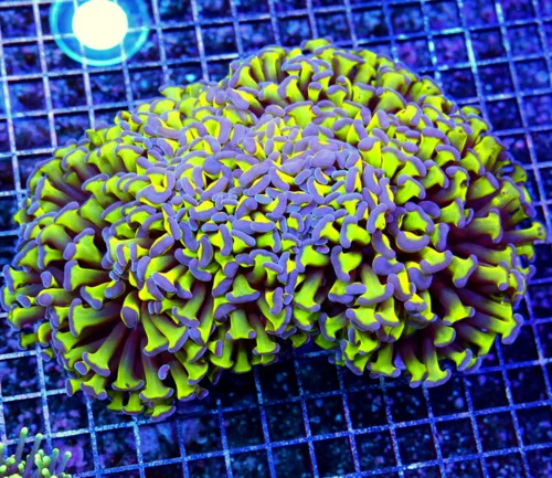 8x7 GIANT XXL HAMMER - CENTER PIECE OF ANY TANK LEMON LIME YELLOW PURPLE TIPPED HAMMER CORAL