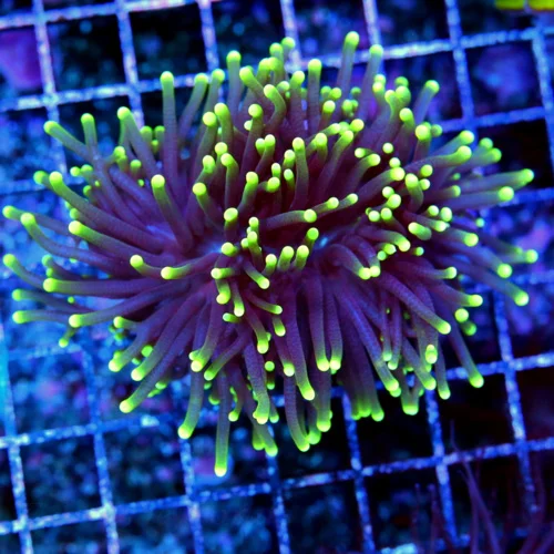3.5x3.5 TORCH CORAL - SUPER PURPLE NEON GREEN TIPPED TORCH CORAL