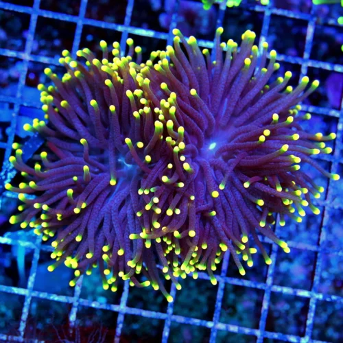 4.5x4.5 TORCH CORAL - DOUBLE HEADED ULTRA COLORED "RASTA" TORCH CORAL
