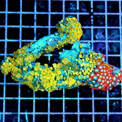 5x4 COMBO ZOANTHID CORAL - ULTRA GRADE RARE COLORED FIJI COMBO ZOANTHID CORAL COLONY