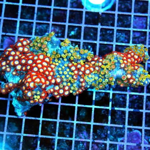 5.5x3 COMBO ZOANTHID CORAL - ULTRA GRADE RARE COLORED FIJI COMBO ZOANTHID CORAL COLONY