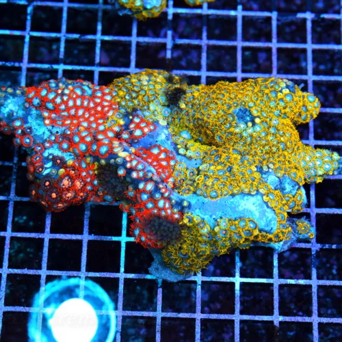 6x4 COMBO ZOANTHID CORAL - ULTRA GRADE RARE COLORED FIJI COMBO ZOANTHID CORAL COLONY