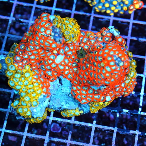 4.5x4.5 COMBO ZOANTHID CORAL - ULTRA GRADE RARE COLORED FIJI COMBO ZOANTHID CORAL COLONY