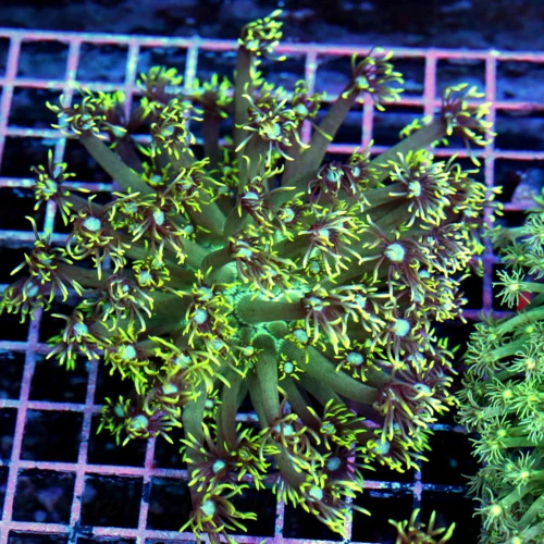 5x5 GONIOPORA CORAL - NEON BLUE EYED YELLOW TIPPED GONIOPORA CORAL