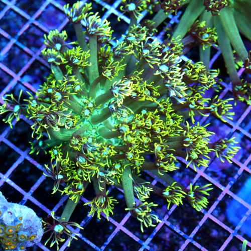 5x5 GONIOPORA CORAL - NEON BLUE EYED YELLOW TIPPED GONIOPORA CORAL