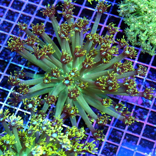 6x5 GONIOPORA CORAL - NEON BLUE EYED YELLOW TIPPED GONIOPORA CORAL