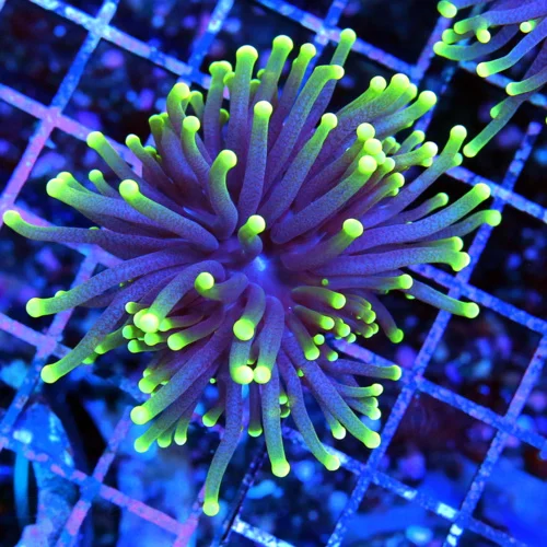 3.5x3.5 TORCH CORAL - SUPER PURPLE NEON GREEN TIPPED TORCH CORAL