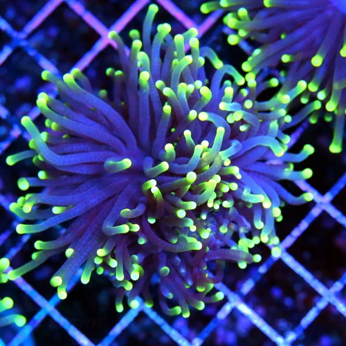 3.5x3.5 TORCH CORAL - SUPER PURPLE NEON GREEN TIPPED TORCH CORAL