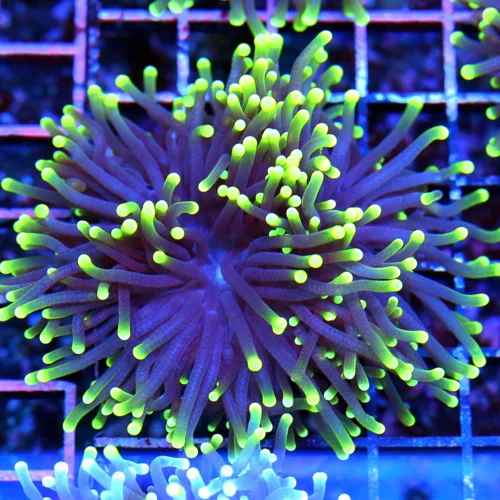 4x4 TORCH CORAL - SUPER PURPLE NEON GREEN TIPPED TORCH CORAL