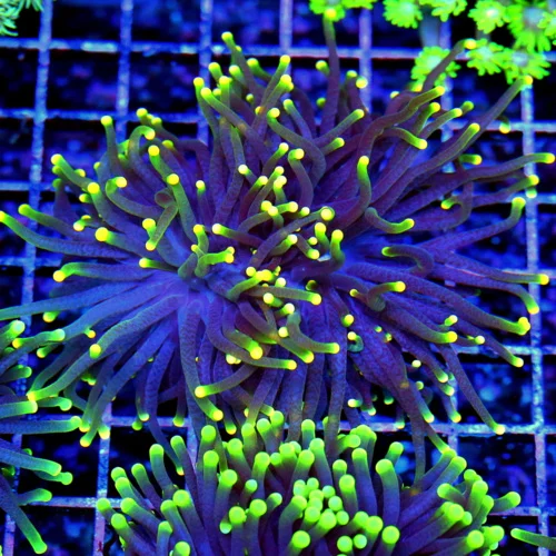 4.5x4.5 TORCH CORAL - DOUBLE HEADED ULTRA COLORED "RASTA" TORCH CORAL