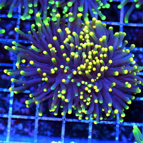 4x4 TORCH CORAL - DOUBLE HEADED ULTRA COLORED "RASTA" TORCH CORAL