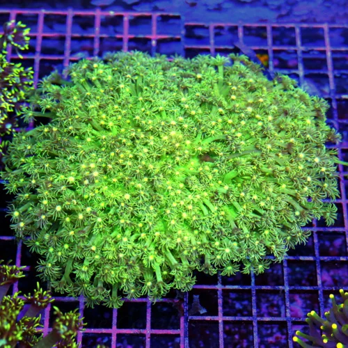 7x7 GIANT GONIOPORA CORAL - NEON LEMON LIME YELLOW EYED XXL GONIOPORA CORAL