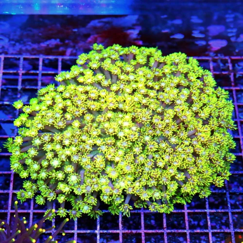 7x7 GIANT GONIOPORA CORAL -  SUPER NEON YELLOW WHITE BLUE EYED XXL GONIOPORA CORAL