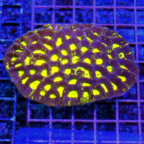 4.5x4 GONIASTREA CORAL - SUPER NEON YELLOW PREDATOR BLOOD GONIASTREA CORAL