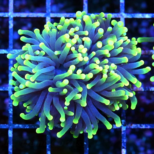 3.5x3.5 TORCH CORAL - SUPER PURPLE NEON GREEN TIPPED TORCH CORAL