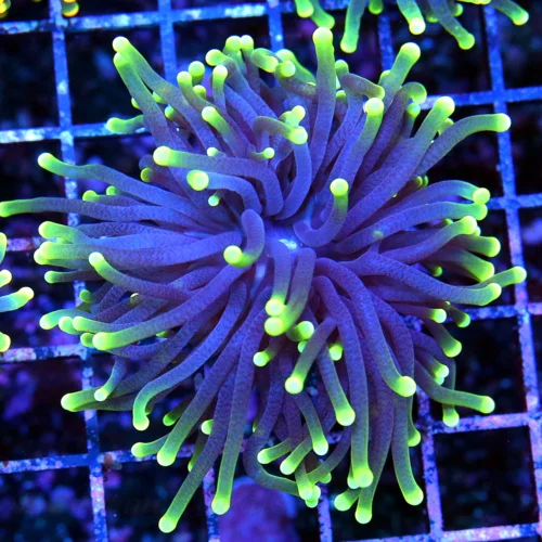 3.5x3.5 TORCH CORAL - SUPER PURPLE NEON GREEN TIPPED TORCH CORAL
