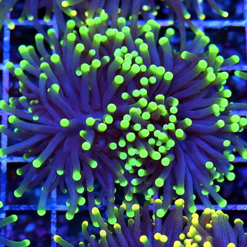 3.5x3.5 TORCH CORAL - SUPER PURPLE NEON GREEN TIPPED TORCH CORAL