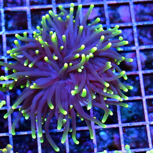 3.5x3.5 TORCH CORAL - SUPER PURPLE NEON GREEN TIPPED TORCH CORAL