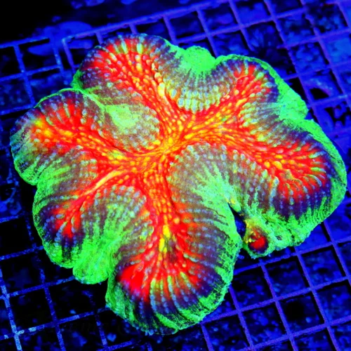 5.5x5.5 SCOTT'S LOBOPHYLLIA OF THE YEAR! - CENTERPIECE OF ANY TANK -