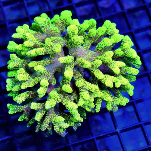 4x4 STYLOPHORA CORAL - NEON GREEN CULTURED CAT'S PAW STYLOFORA CORAL