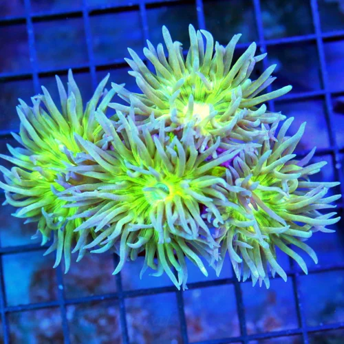 4x3 DUNCAN CORAL - SUPER PURPLE GREEN TENTACLED DUNCAN CORAL