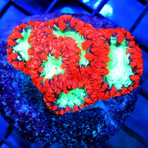 3.5x3.5 BLASTOMUSSA CORAL - NEON RED LIME GREEN EYED BLASTOMUSSA CORAL