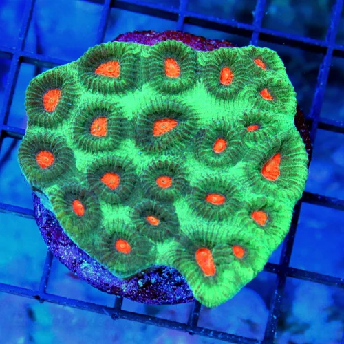 3x3 FAVIA CORAL - ORANGE EYED SEAFOAM GREEN FAVIA CORAL