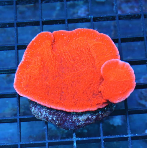 4x3.5 MONTIPORA CAPRICORNIS - SUPER NEON RED PINK RIMMED MONTIPORA CAPRICORNIS CORAL