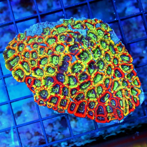 4x3 FAVIA CORAL - ULTRA ULTRA MULTICOLORED RAINBOW FAVIA CORAL