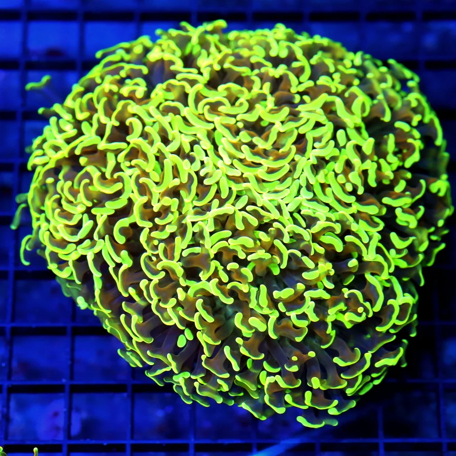 6x6 XL HAMMER CORAL - NEON YELLOW ULTRA COLORED HANDPICKED HAMMER CORAL
