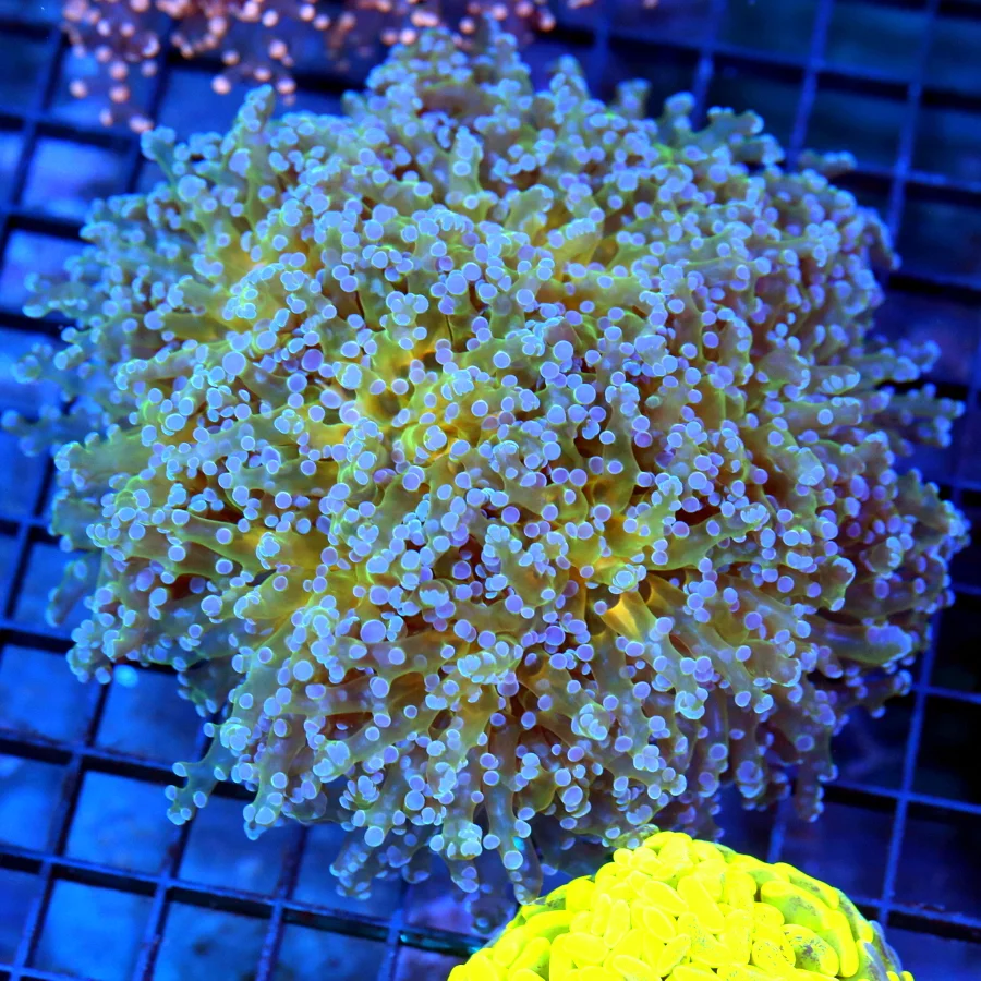 6x6 BRANCHING OCTOSPAWN CORAL - OUT OF THIS WORLD RARE YELLOW TENTACLED BLUE TIPPED OCTOSPAWN