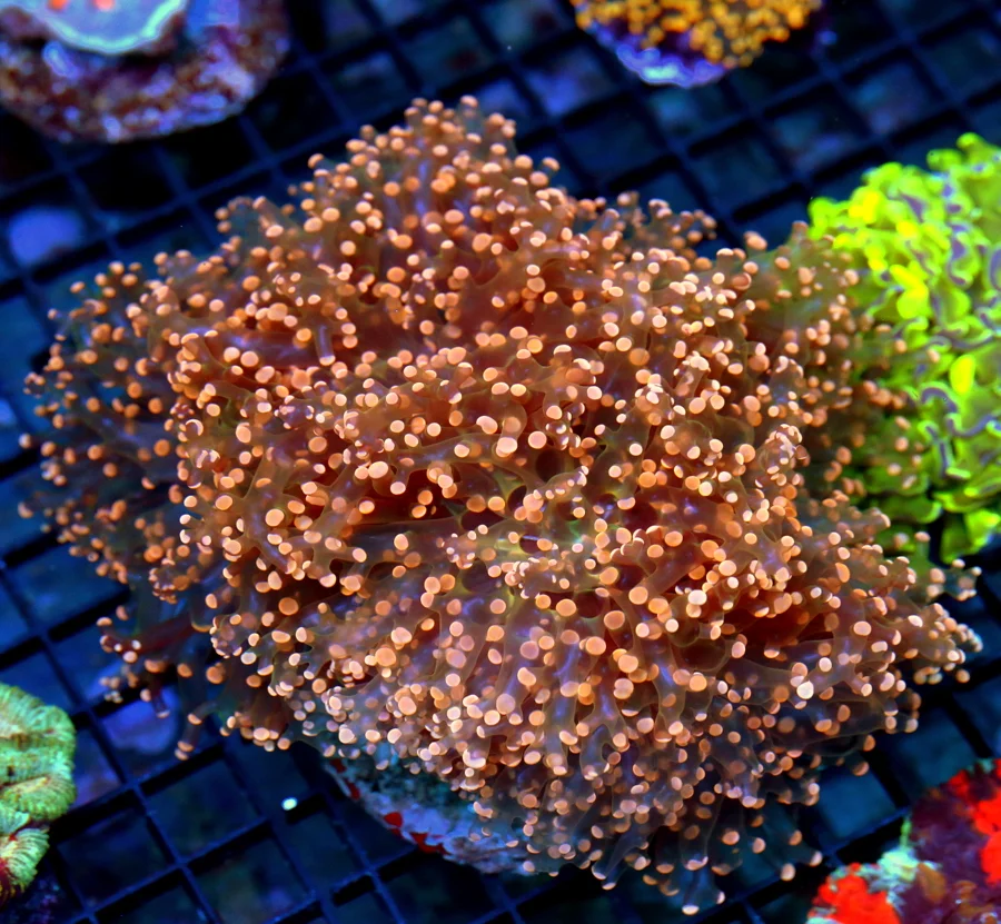 6x6 BRANCHING OCTOSPAWN CORAL - OUT OF THIS WORLD RARE YELLOW TENTACLED BLUE TIPPED OCTOSPAWN