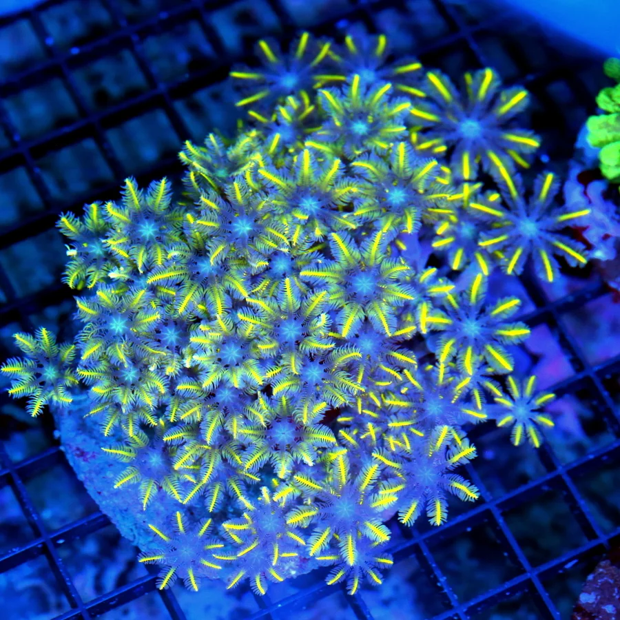 5x4.5 CLOVE POLYP CORAL - BEAUTIFUL BLUE EYED CLOVE POLYP CORAL
