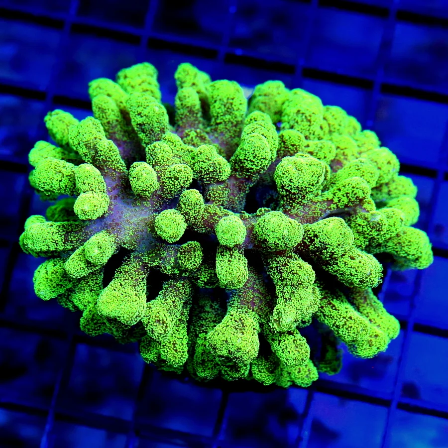 4x3 STYLOPHORA CORAL - NEON GREEN CULTURED CAT'S PAW STYLOFORA CORAL