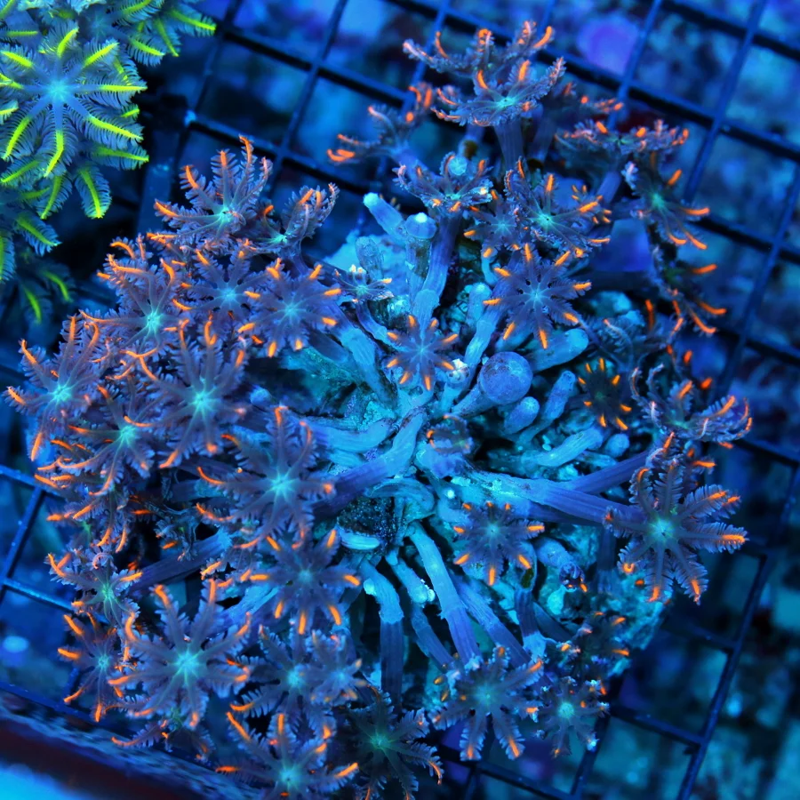 4.5x4.5 CLOVE POLYP CORAL - ORANGE TENTACLED PURPLE EYED CENTER